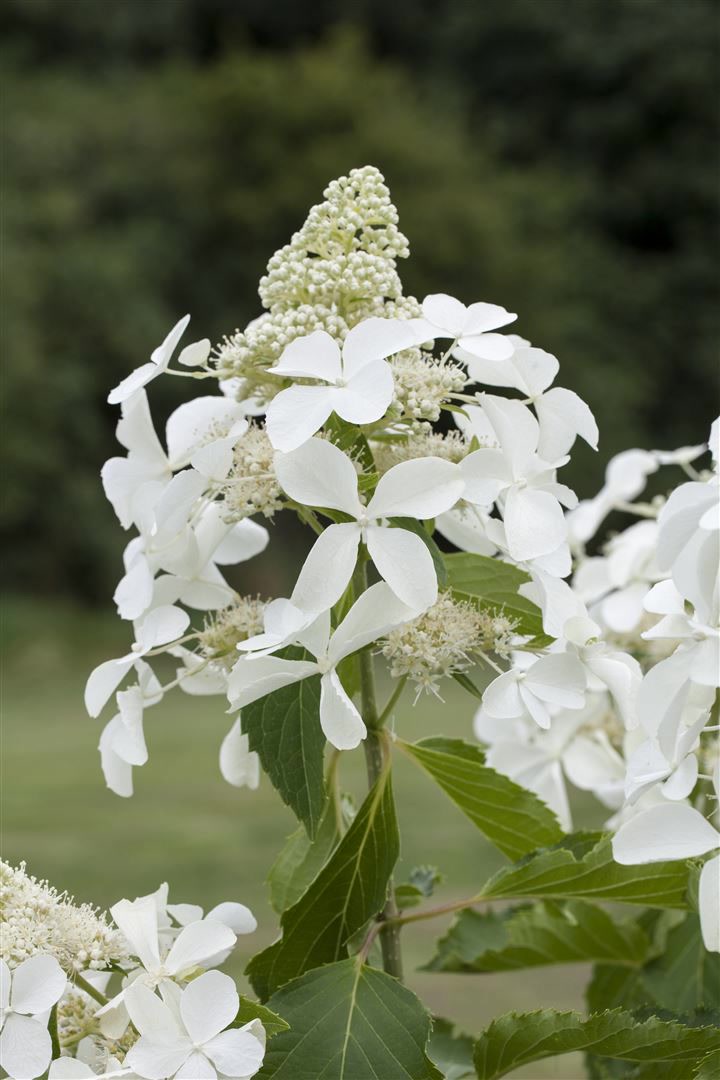 Hydrangea paniculata 'Skyfall', Rispenhortensie, wei&szlig;, 60&ndash;80 cm - Bild 1