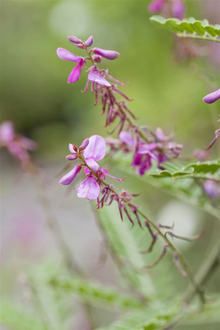 Indigofera himalayensis 'Silk Road', Himalaya-Indigo, rosa, 30&ndash;40 cm - Bild 1