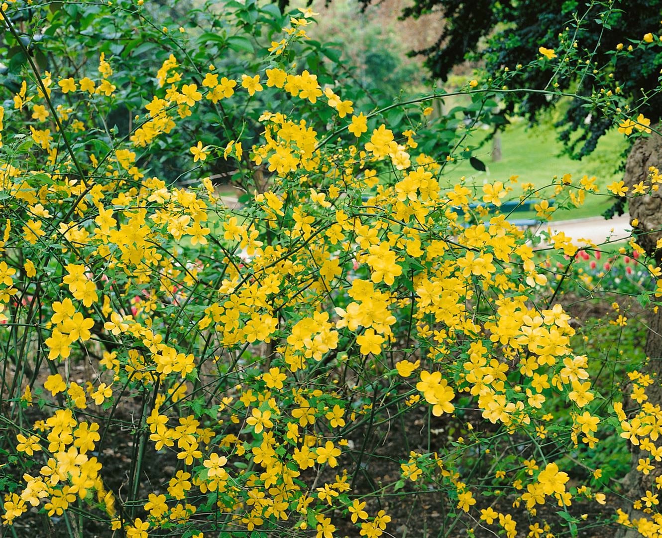 Kerria japonica 'Golden Guinea', Ranunkelstrauch, gelb, 40&ndash;60 cm - Bild 1