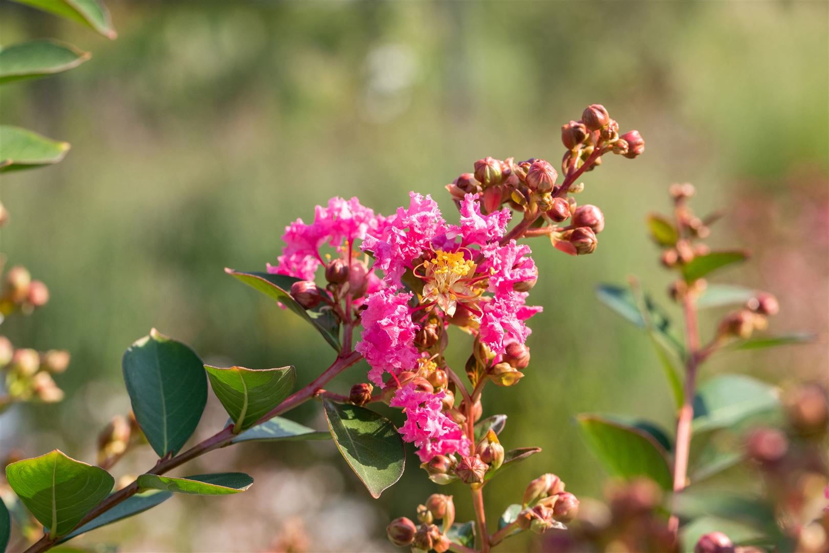 Lagerstroemia indica 'Petite Pink', Indischer Flieder, rosa, 40&ndash;60 cm 
