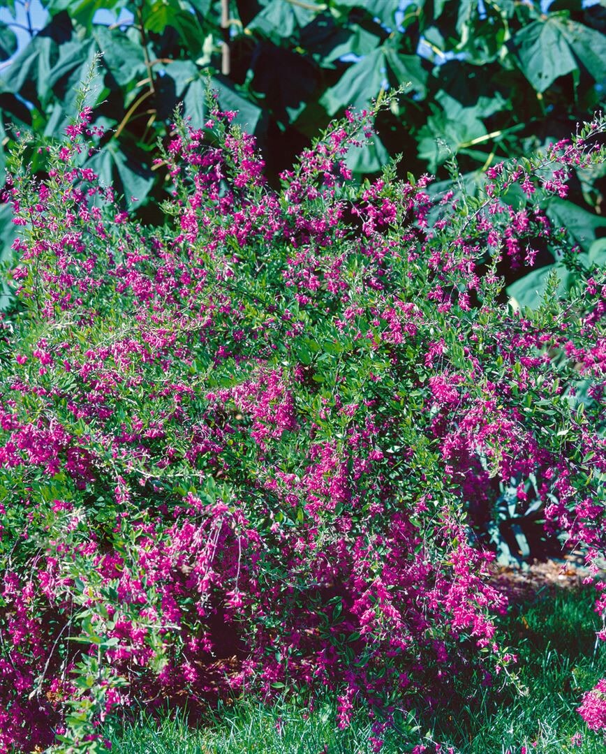 Lespedeza bicolor, zweifarbige Buschklee, 30&ndash;40 cm - Bild 1