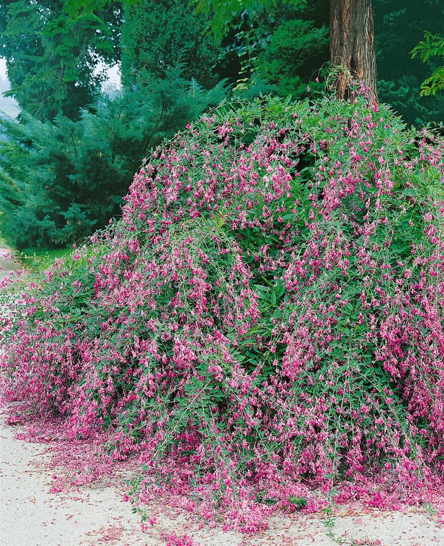 Lespedeza buergeri, 30–40 cm, zierlich, pflegeleicht | 04063654848462
