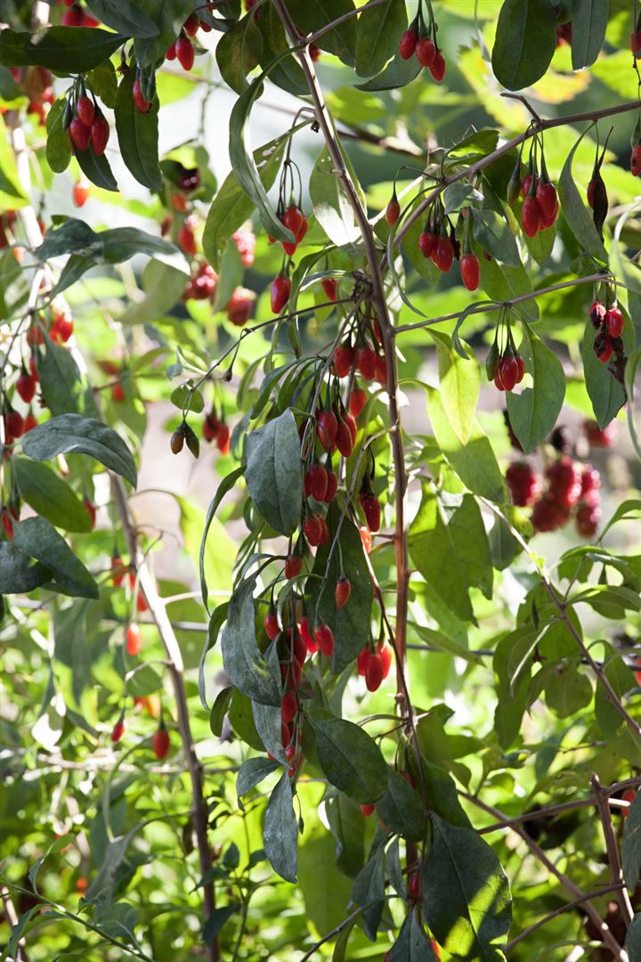 Lycium barbarum 'Big Lifeberry', Goji-Beere, 40&ndash;60 cm - Bild 1