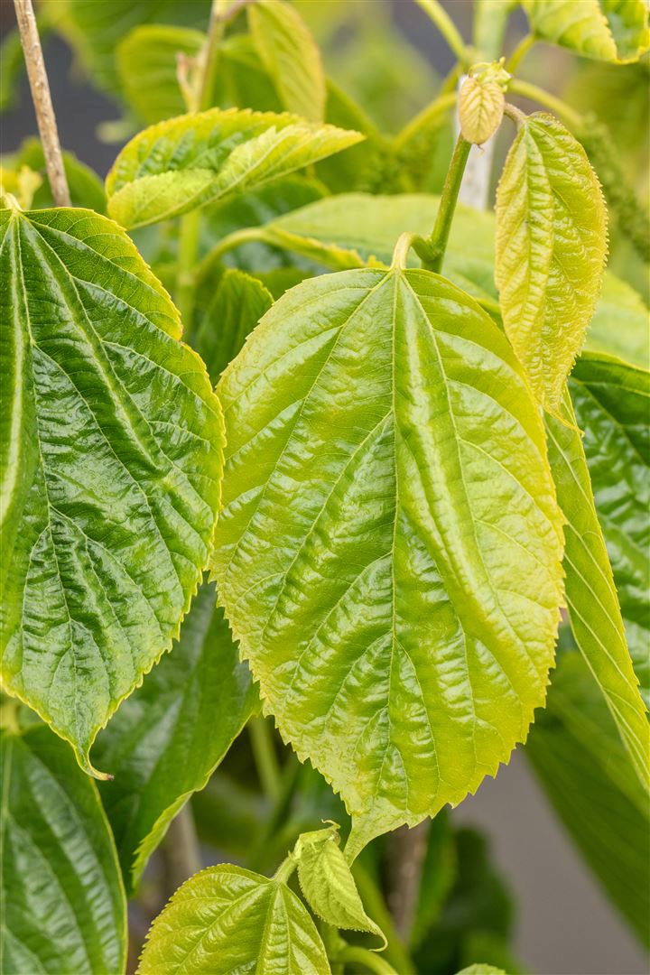 Morus alba 'Giant Fruit', Maulbeere, gro&szlig;e Fr&uuml;chte, 50&ndash;60 cm - Bild 1