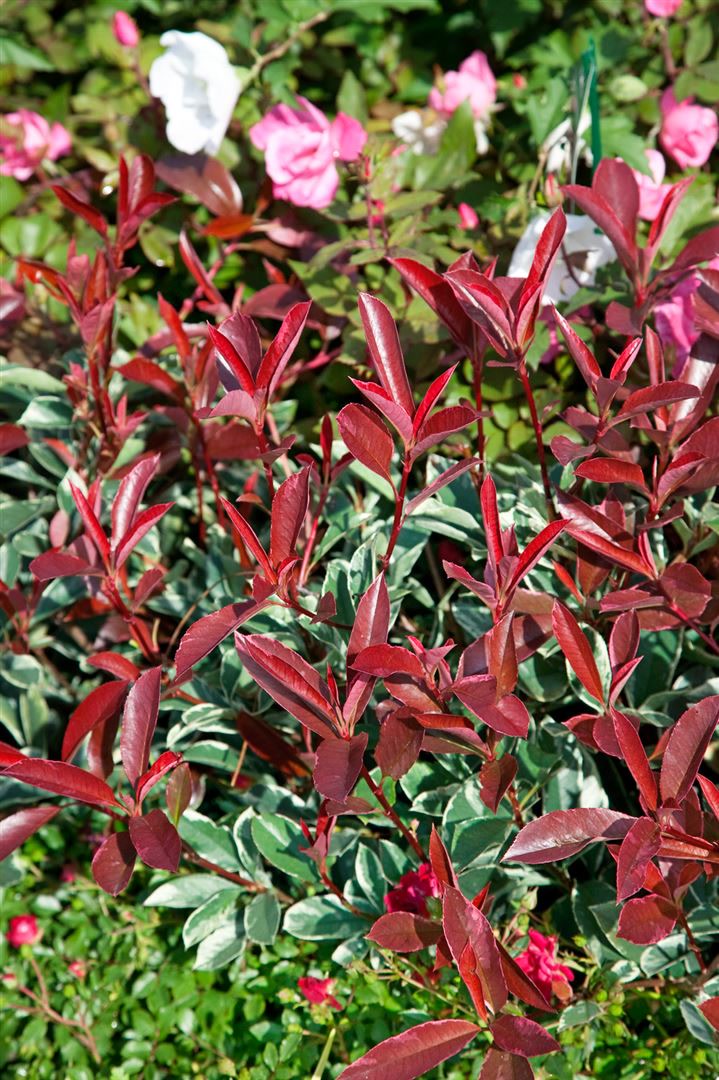 Photinia fraseri 'Pink Marble', Glanzmispel, buntes Laub, 80 cm Stammh&ouml;he - Bild 1