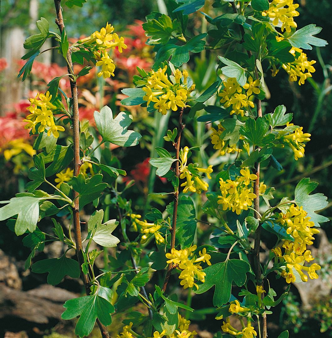 Ribes alpinum, Alpen-Johannisbeere, 60&ndash;100 cm - Bild 1