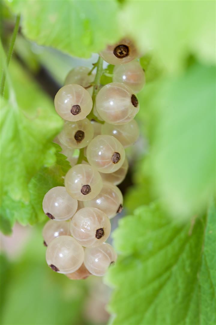Ribes rubrum 'Blanka', Wei&szlig;e Johannisbeere, 80 cm Stammh&ouml;he - Bild 1