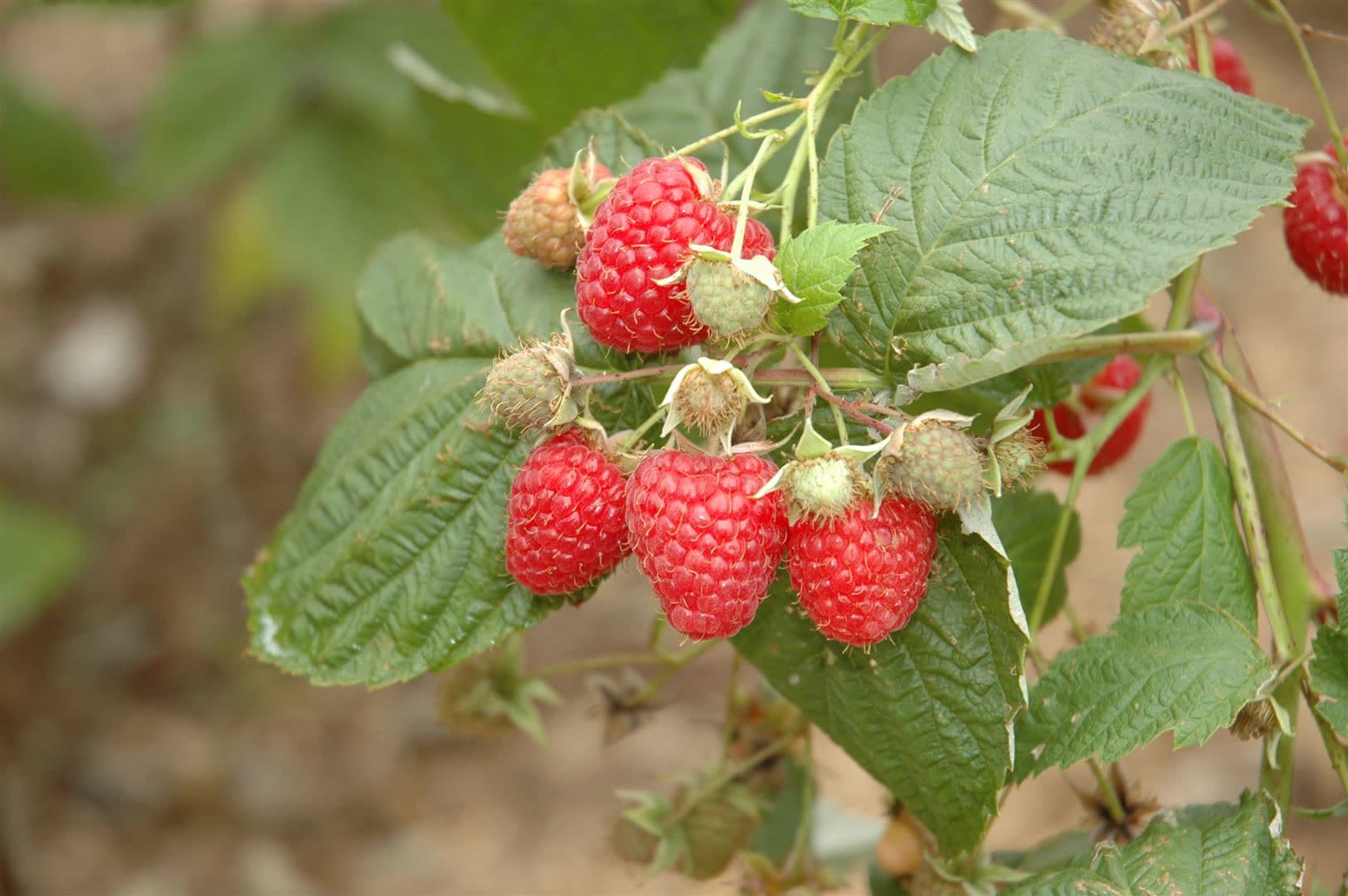 Rubus idaeus 'Glen Ample', Himbeere, 40&ndash;50 cm - Bild 1