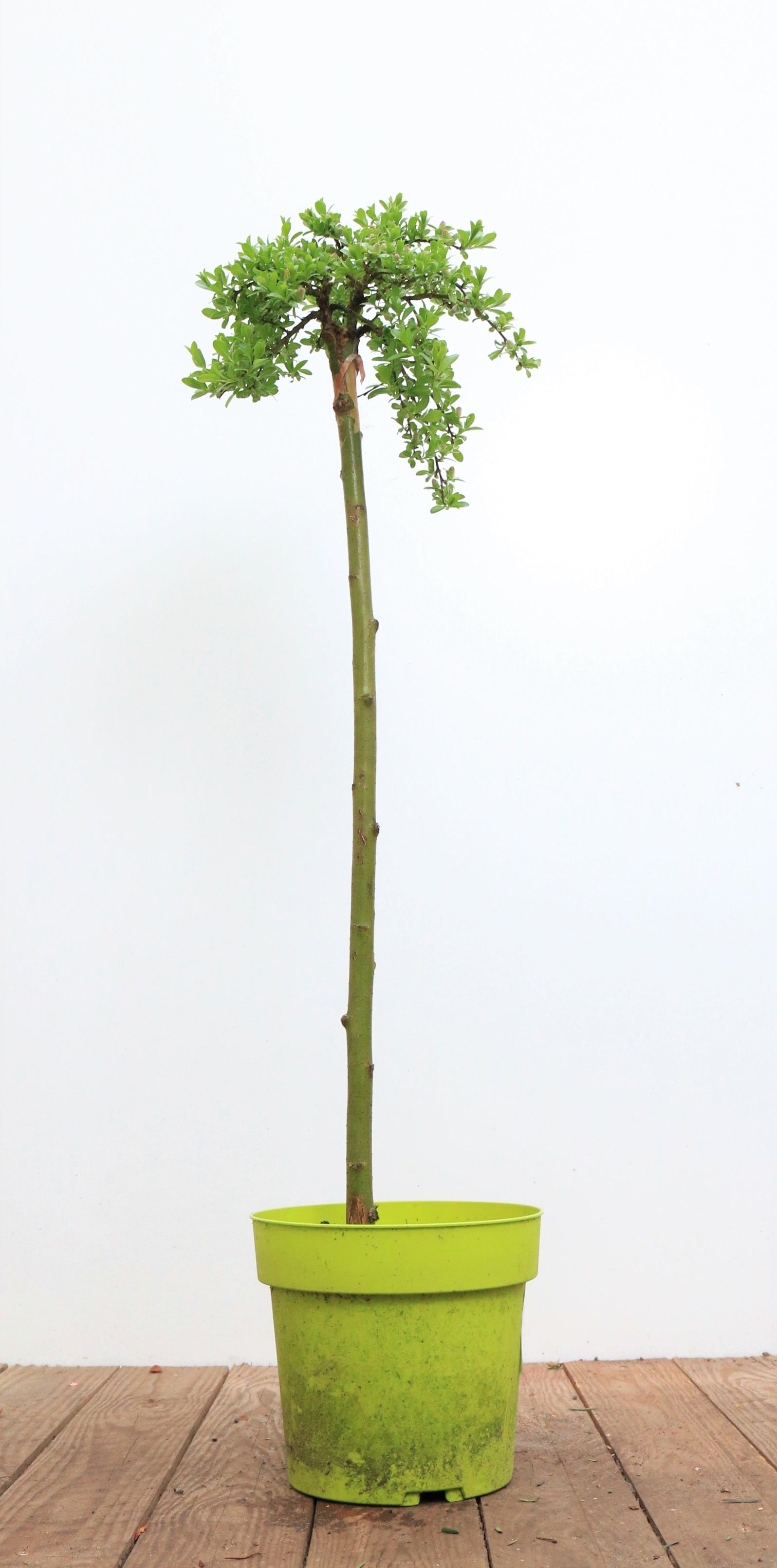 Salix arbuscula, Zwergweide, 30 cm Stammh&ouml;he - Bild 1