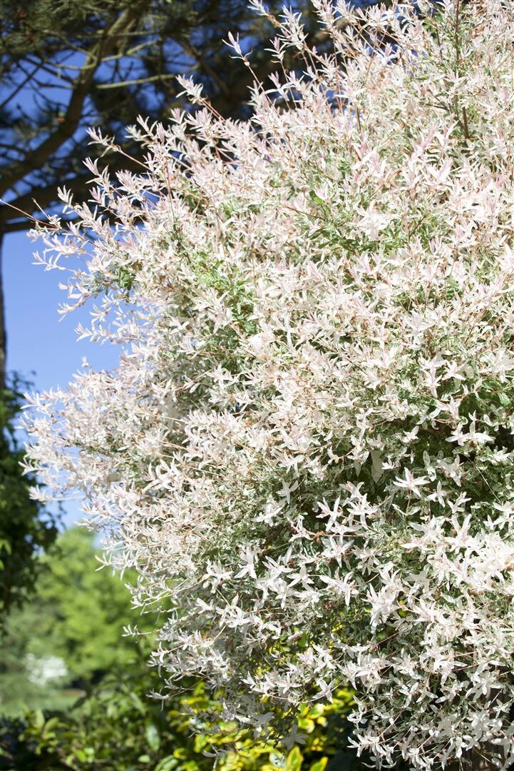 Salix integra 'Flamingo', Harlekinweide, rosa-wei&szlig;, 125 cm Stammh&ouml;he - Bild 1