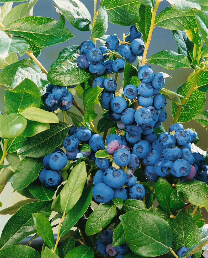 Vaccinium corymbosum 'Patriot', Heidelbeere, 30&ndash;40 cm - Bild 1