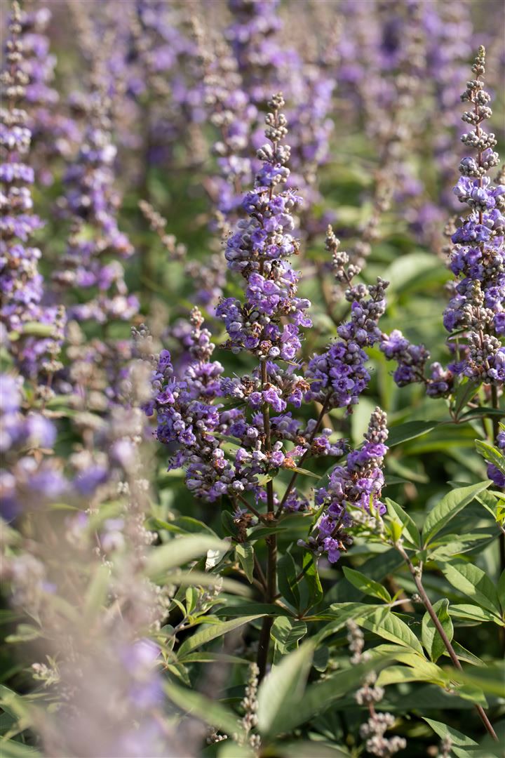 Vitex agnus-castus 'Delta Blues', M&ouml;nchspfeffer, blau, 40&ndash;60 cm - Bild 1