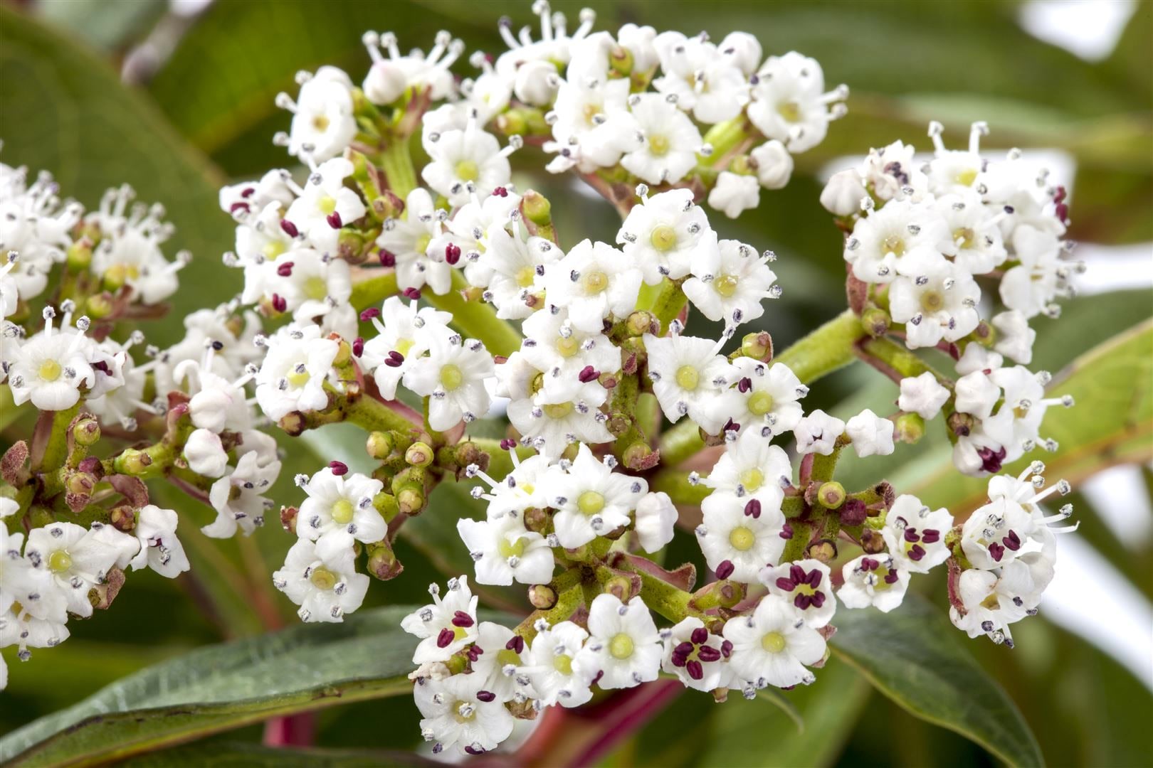 Viburnum davidii, Immergr&uuml;ner Schneeball, 40&ndash;60 cm - Bild 1