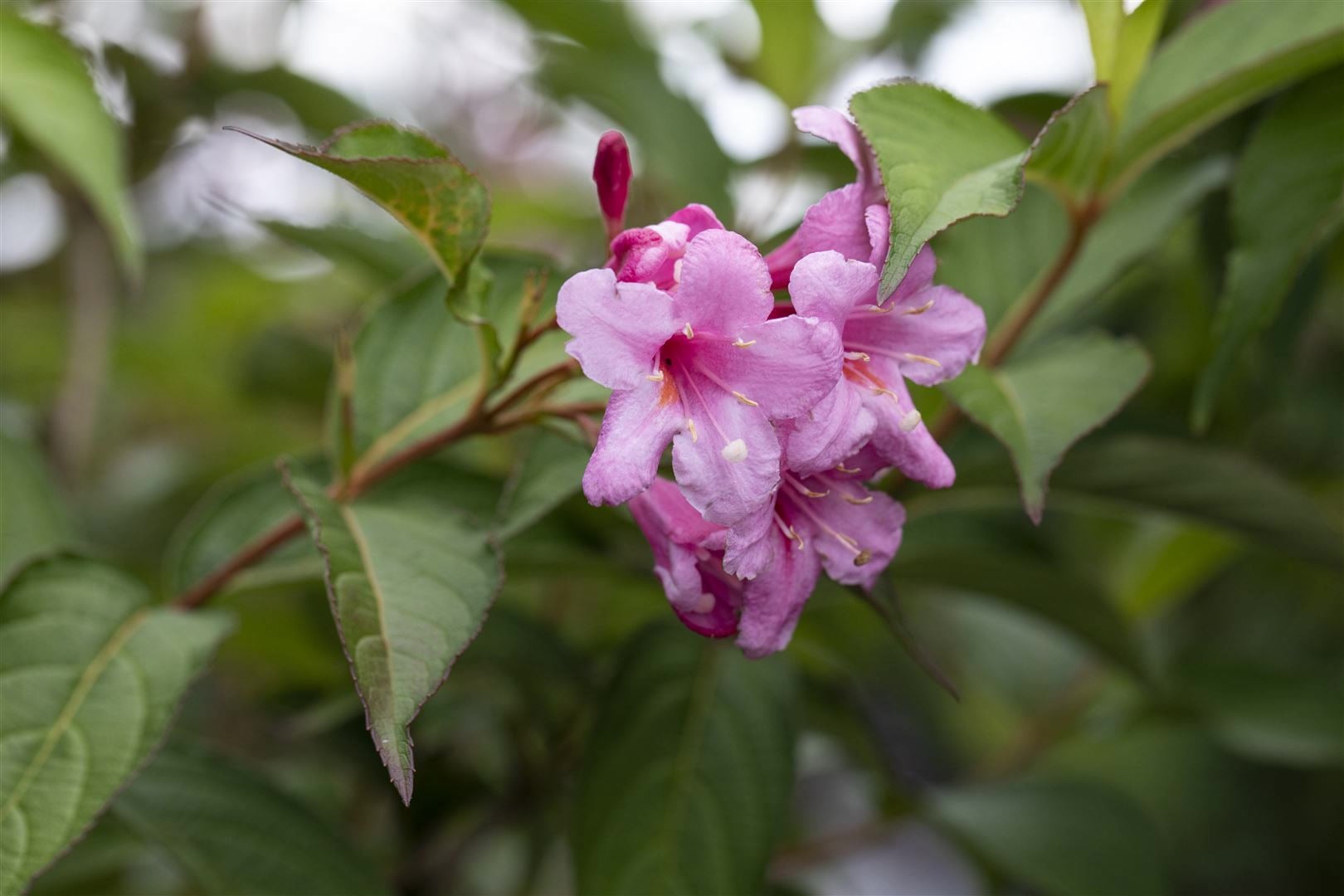 Weigela florida 'Picobella Rosa', Weigelie, rosa Bl&uuml;ten, 40&ndash;60 cm - Bild 1