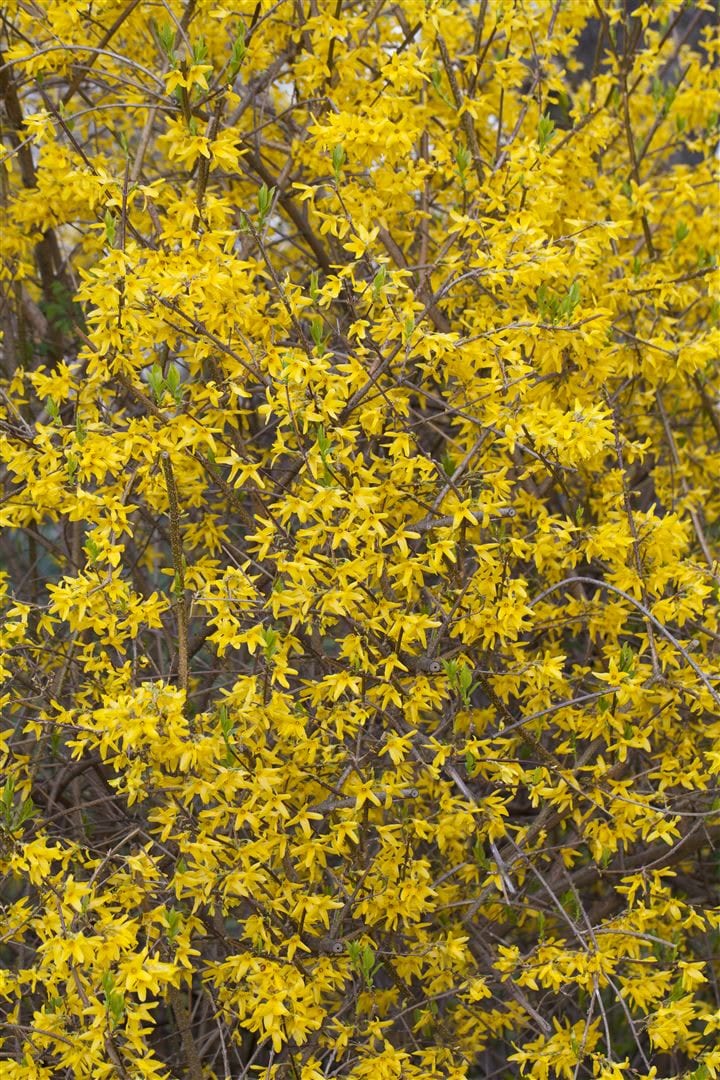 Forsythia 'Lynwood', Goldgl&ouml;ckchen, leuchtend gelb, 100&ndash;125 cm - Bild 1