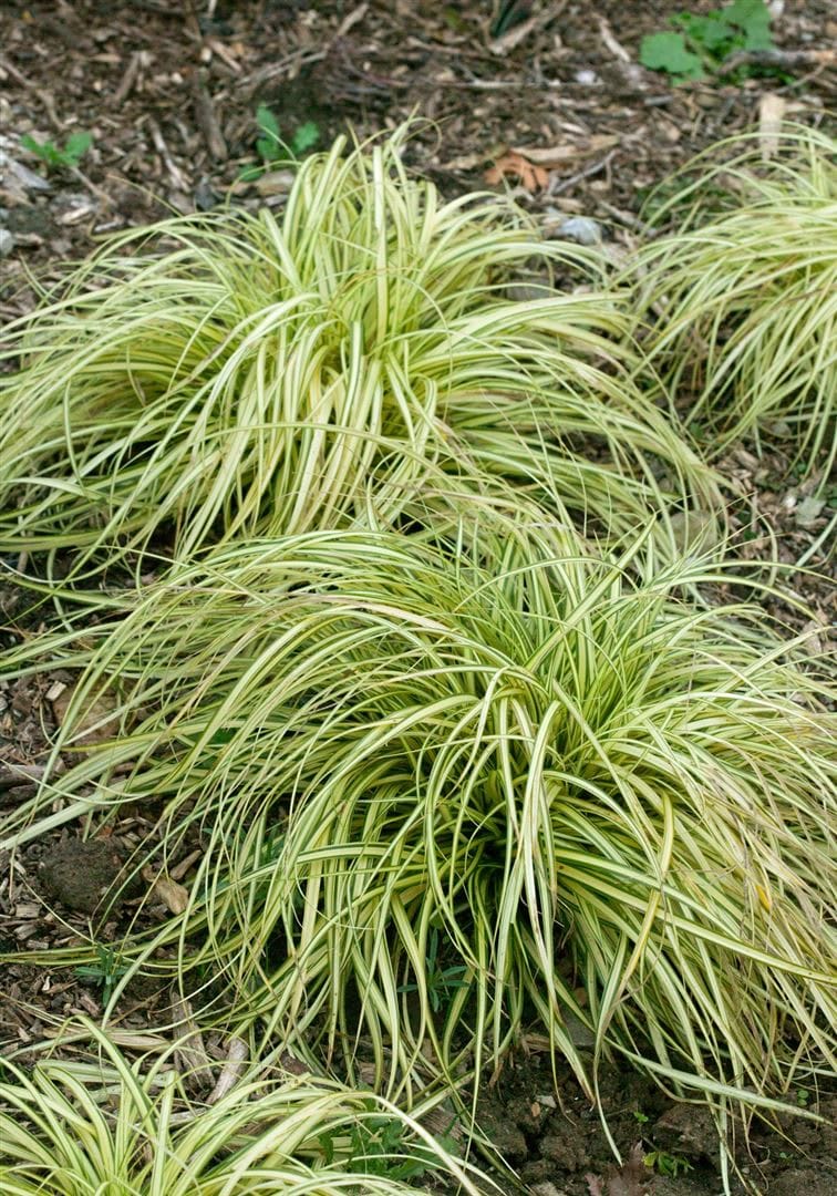 Carex morrowii 'Variegata', Japan-Segge, gr&uuml;n-wei&szlig;, ca. 9x9 cm Topf - Bild 1
