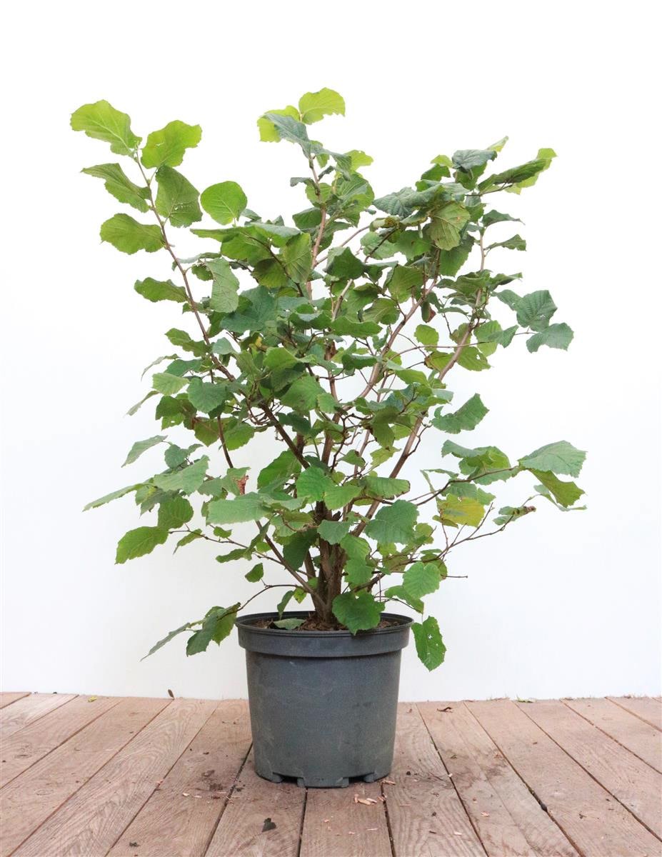 Corylus avellana, Haselnuss, 40&ndash;60 cm - Bild 1