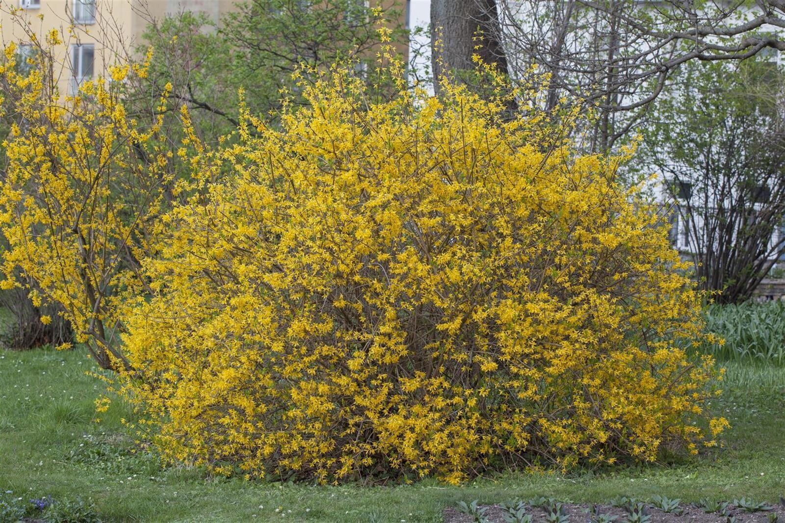 Forsythia intermedia ‚Spectabilis‘, Forsythie, leuchtend gelb, 60–100 cm | 04063654819233