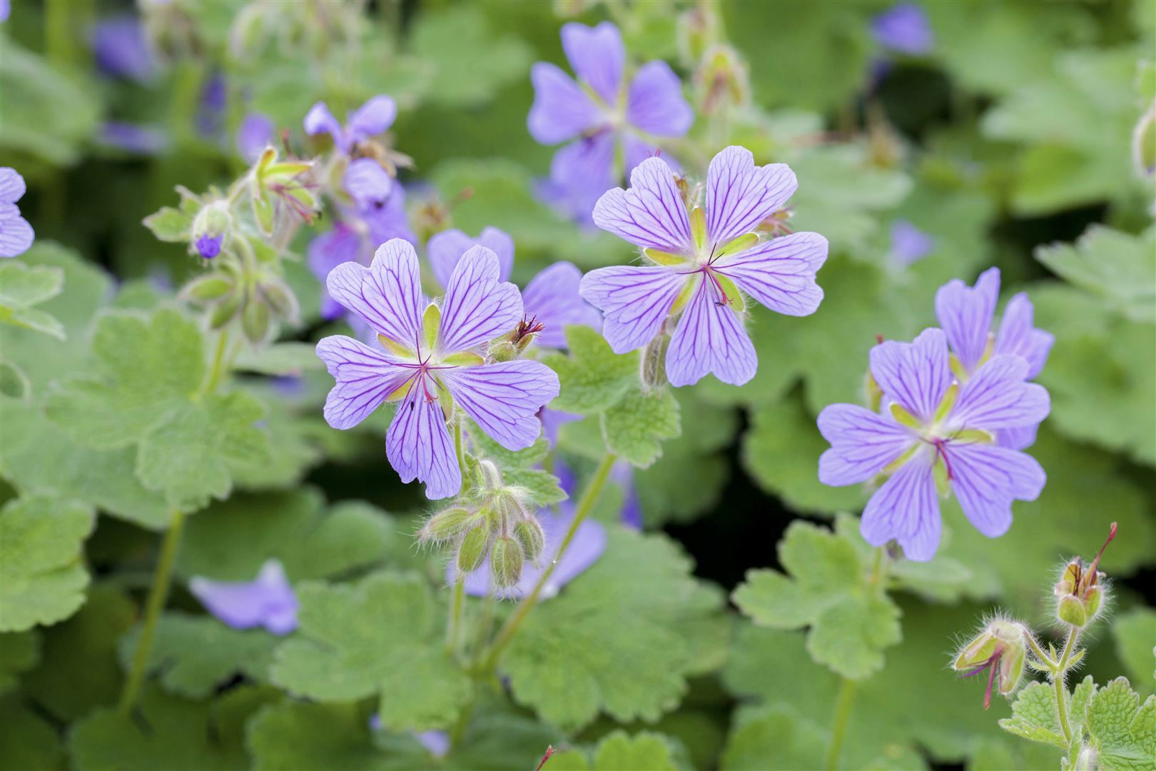 Geranium renardii, Storchschnabel, ca. 9x9 cm Topf, graugr&uuml;n, samtig - Bild 1
