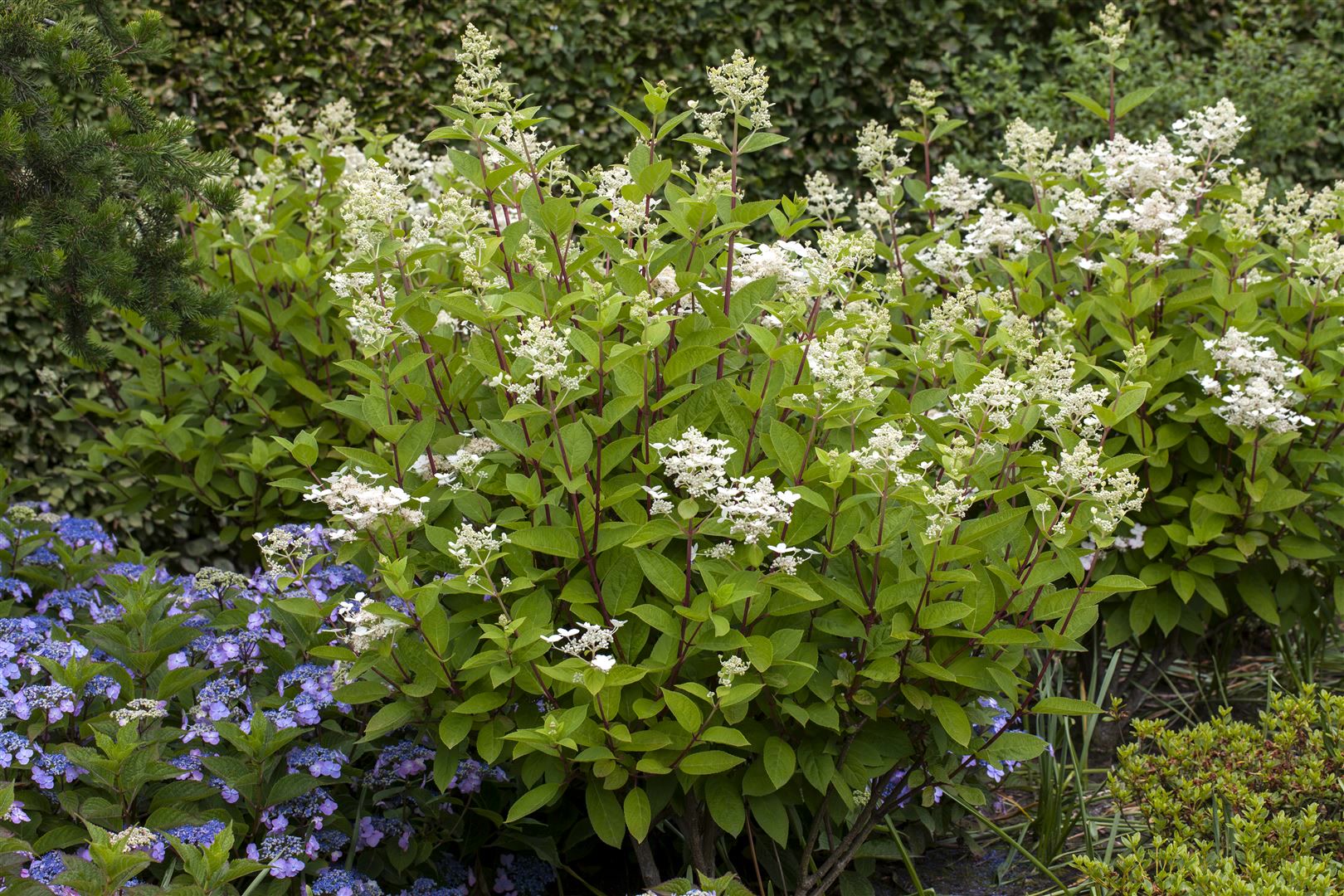 Hydrangea paniculata 'Wim's Red', Rispenhortensie, rot-wei&szlig;, 60&ndash;80 cm - Bild 1