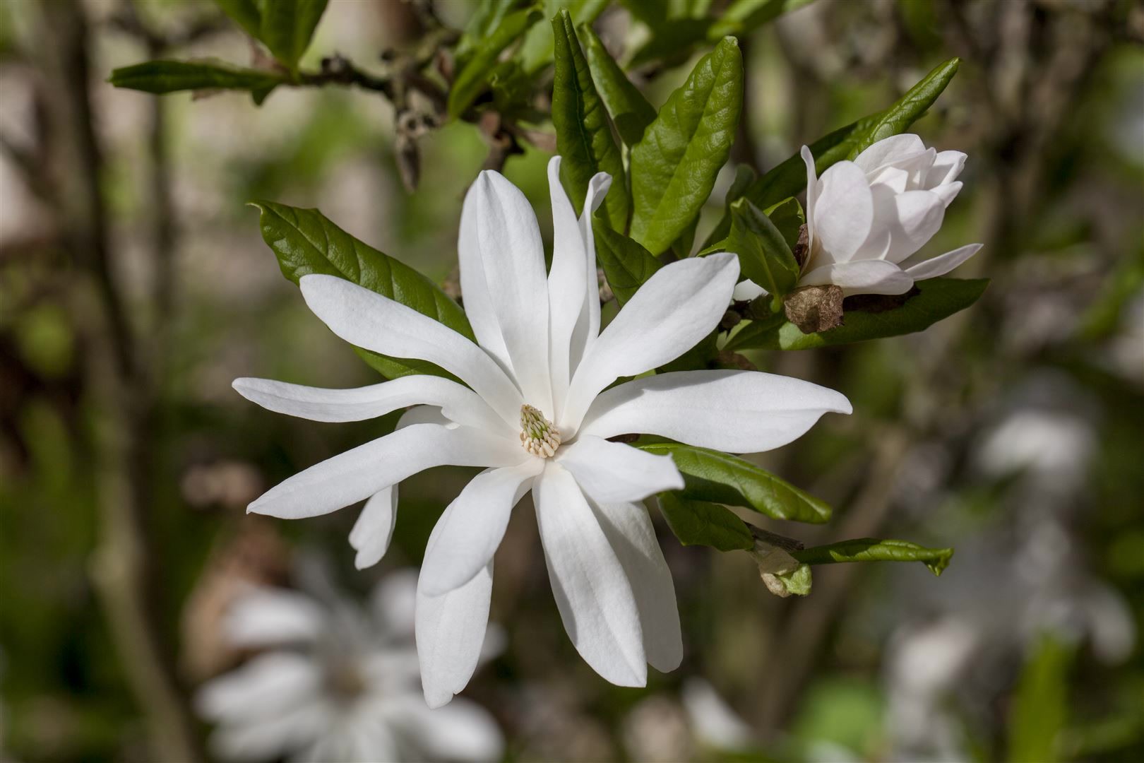 Magnolia stellata, Sternmagnolie, wei&szlig;, 60&ndash;80 cm - Bild 1