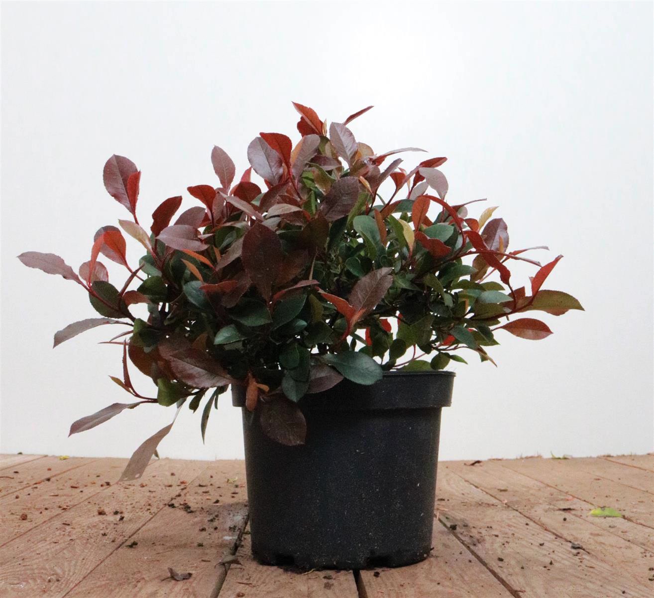 Photinia fraseri 'Little Red Robin', Glanzmispel, rot, 30&ndash;40 cm - Bild 1