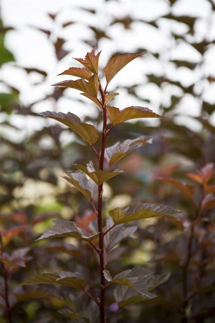 Physocarpus opulifolius 'Amber Jubilee', Blasenspiere, 60&ndash;80 cm - Bild 1