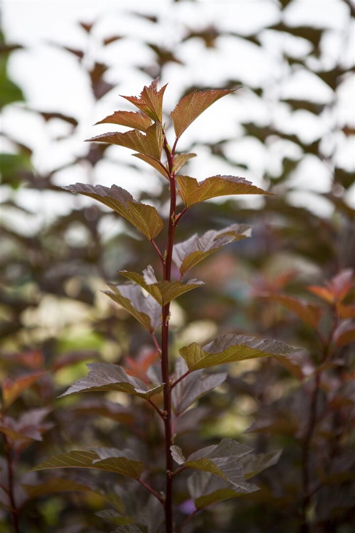 Physocarpus opulifolius ‚Amber Jubilee‘, Blasenspiere, 60–80 cm | 04063654815518