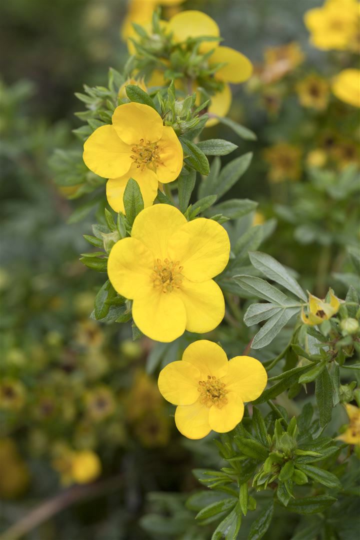 Potentilla fruticosa 'Kobold', Fingerstrauch, gelb, 25&ndash;30 cm - Bild 1