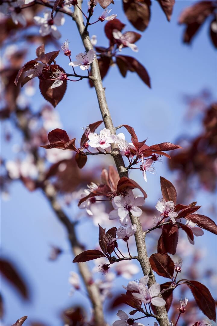 Prunus cerasifera ‚Nigra‘, Blutpflaume, dunkelrot, 60–100 cm | 04063654813569