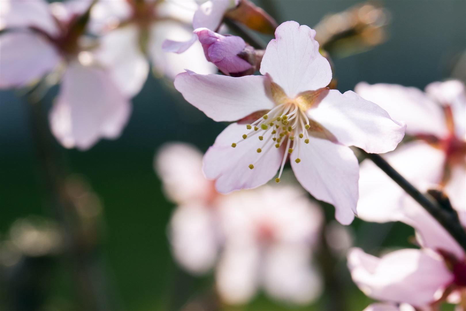 Prunus kurilensis 'Ruby', Zierkirsche, rosa Bl&uuml;ten, 40&ndash;60 cm - Bild 1