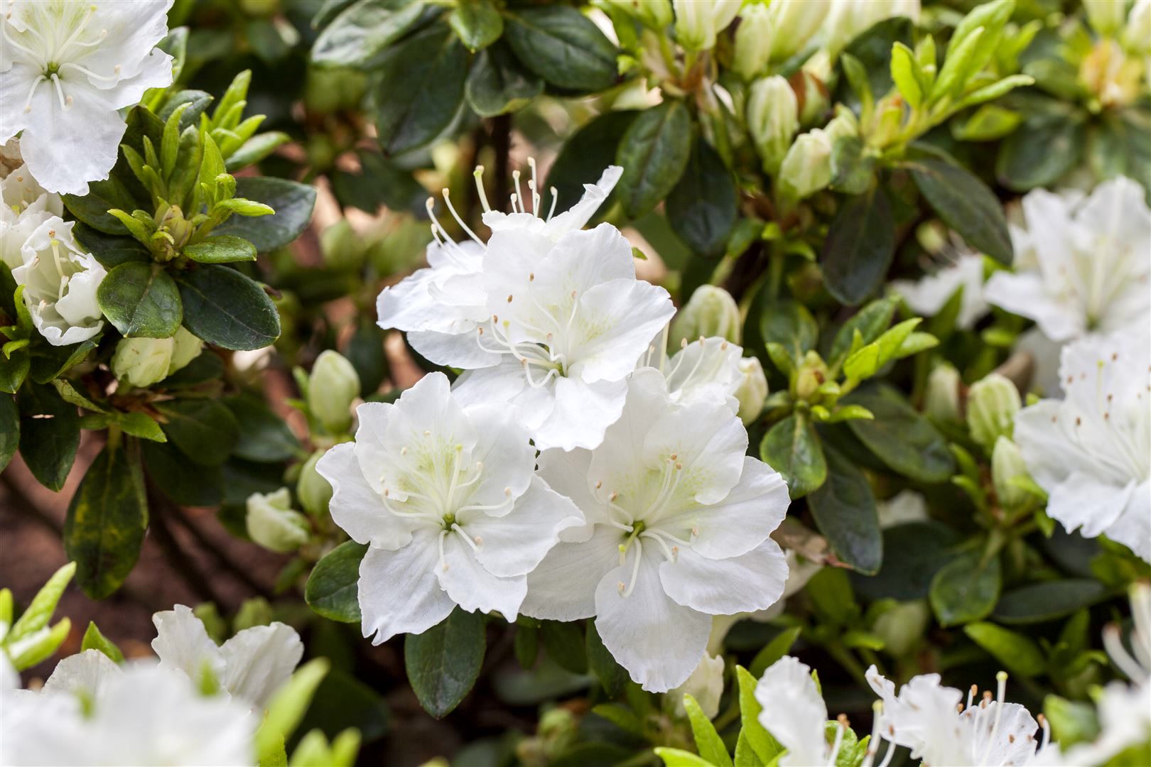 Rhododendron obtusum 'Maischnee', wei&szlig;, 20&ndash;25 cm - Bild 1
