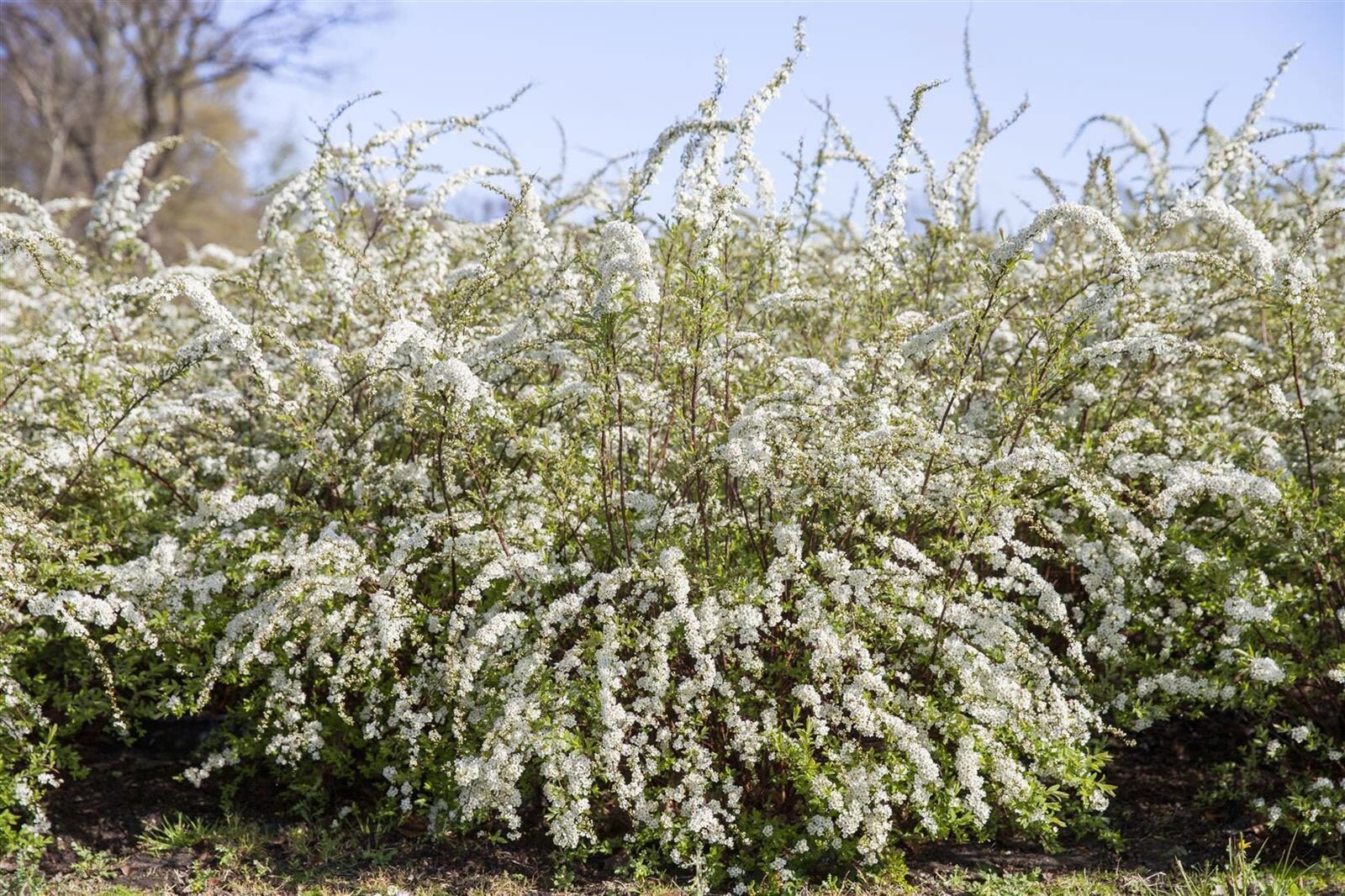 Spiraea thunbergii, Thunbergs Spiere, wei&szlig;, 40&ndash;60 cm - Bild 1