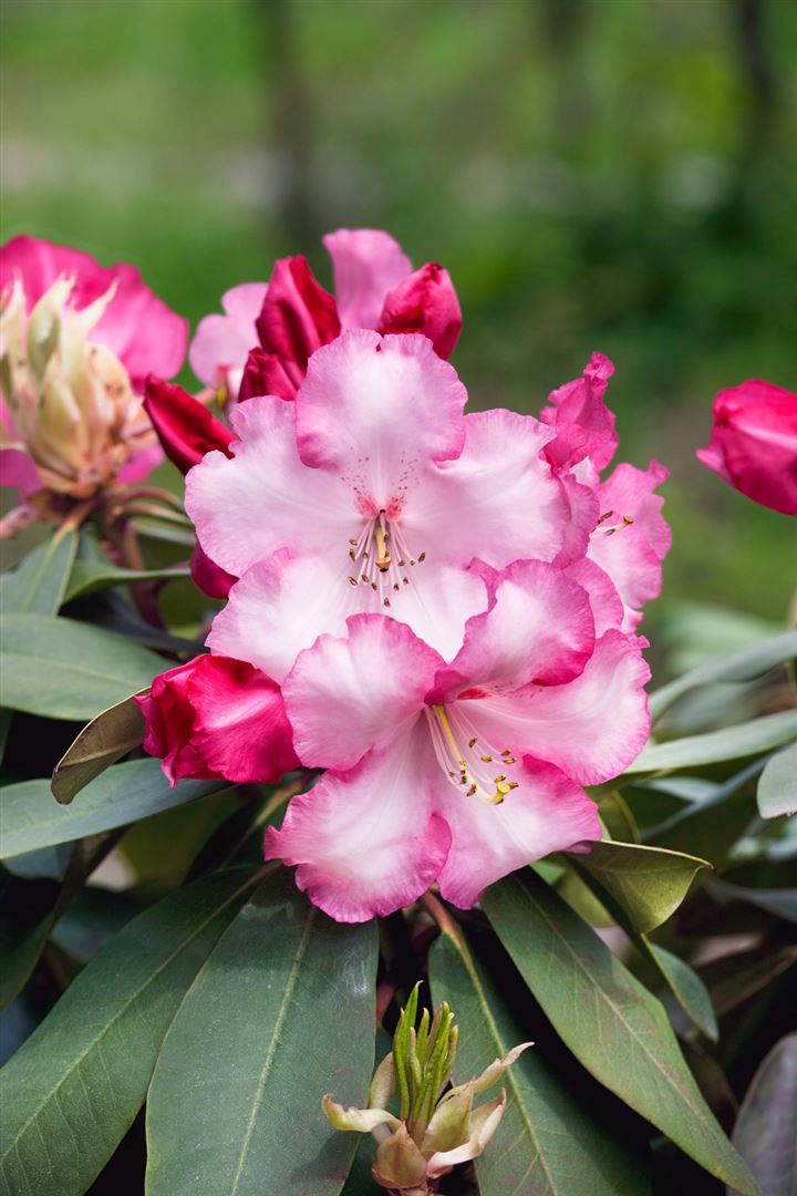 Rhododendron 'Lem's Monarch', Rhododendron, rosa-rot, 40&ndash;50 cm - Bild 1