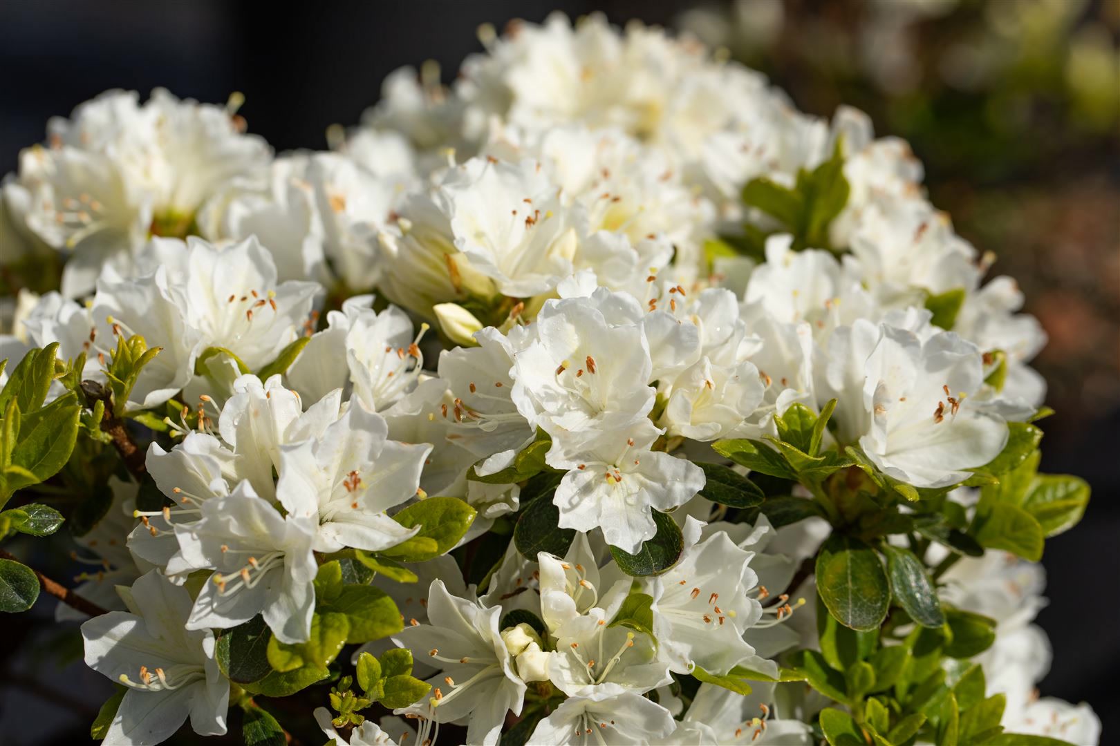 Rhododendron obtusum 'Adonis', Azalee, rosa Bl&uuml;ten, 20&ndash;25 cm - Bild 1