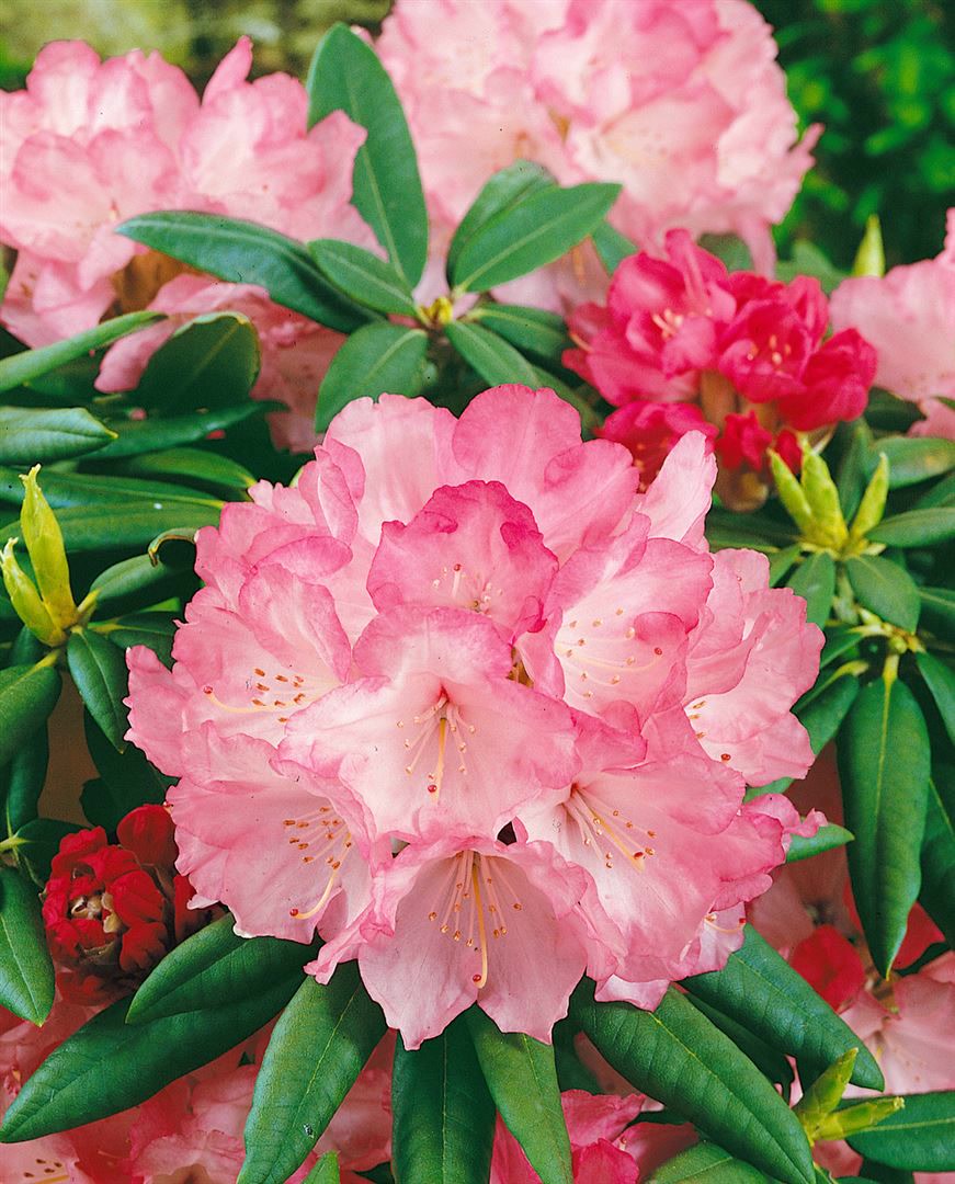 Rhododendron yakushimanum 'Barmstedt', rosa Bl&uuml;ten, 20&ndash;25 cm - Bild 1