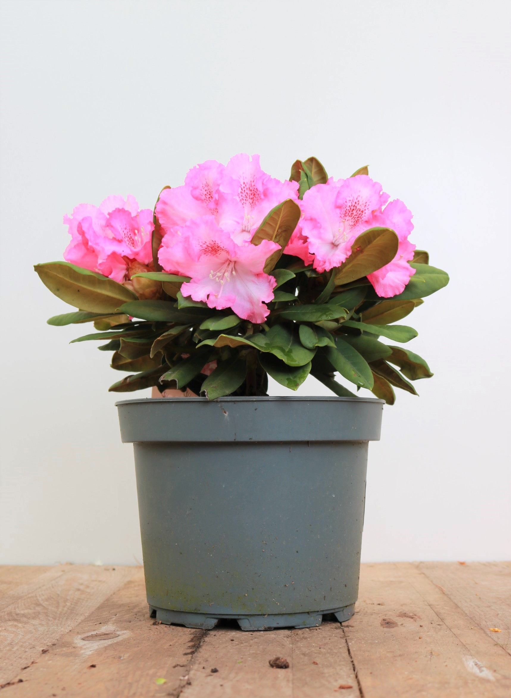 Rhododendron yakushimanum 'Barmstedt', rosa Bl&uuml;ten, 25&ndash;30 cm - Bild 1