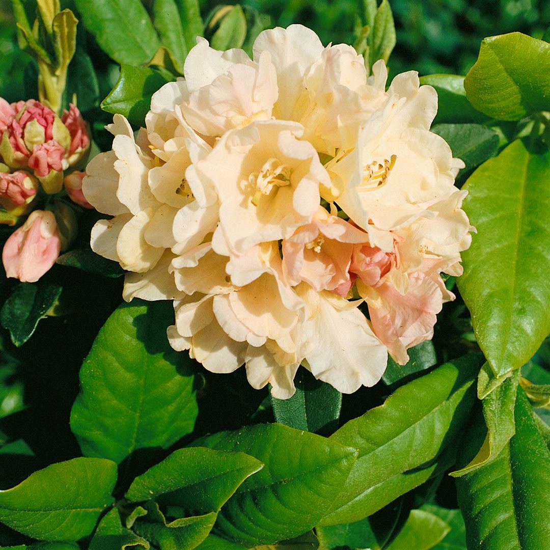 Rhododendron yakushimanum 'Golden Torch', gelb, 20&ndash;25 cm - Bild 1