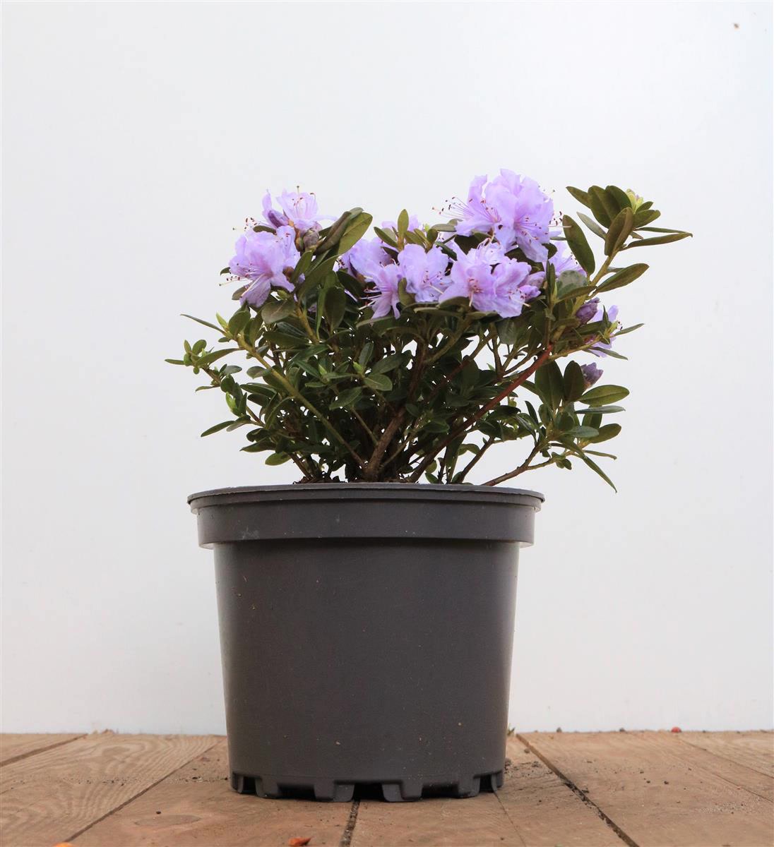 Rhododendron russatum 'Purple Pillow', lila Bl&uuml;ten, 10&ndash;15 cm - Bild 1