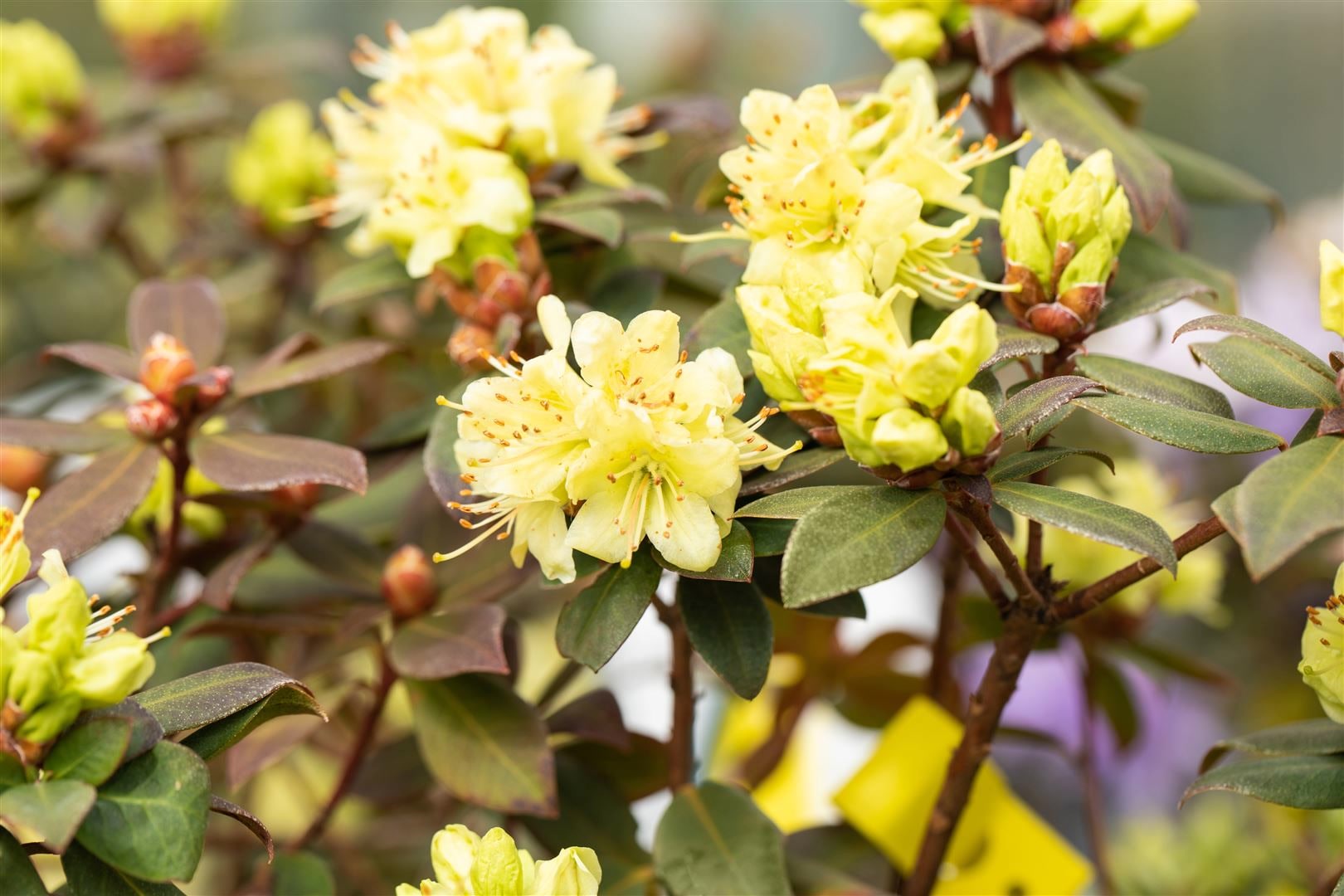 Rhododendron hanceanum 'Princess Anne', gelb, 15&ndash;20 cm - Bild 1