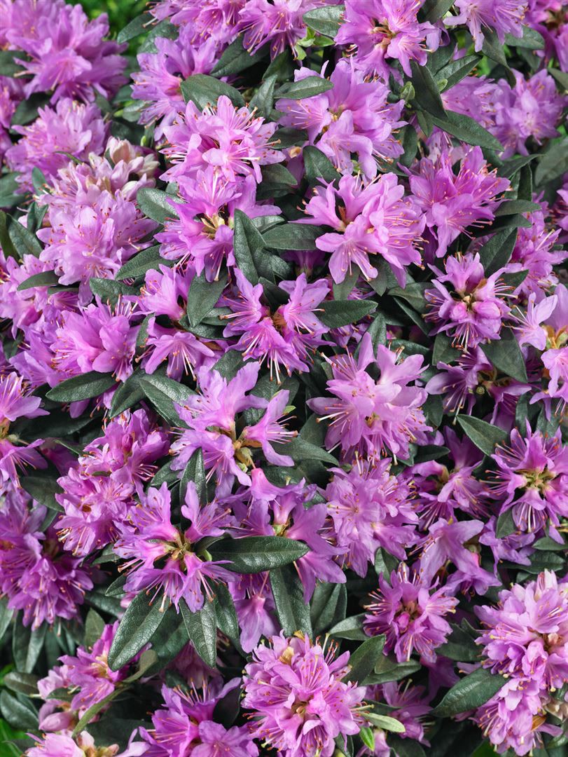 Rhododendron russatum 'Azurwolke', blauviolett, 15&ndash;20 cm - Bild 1