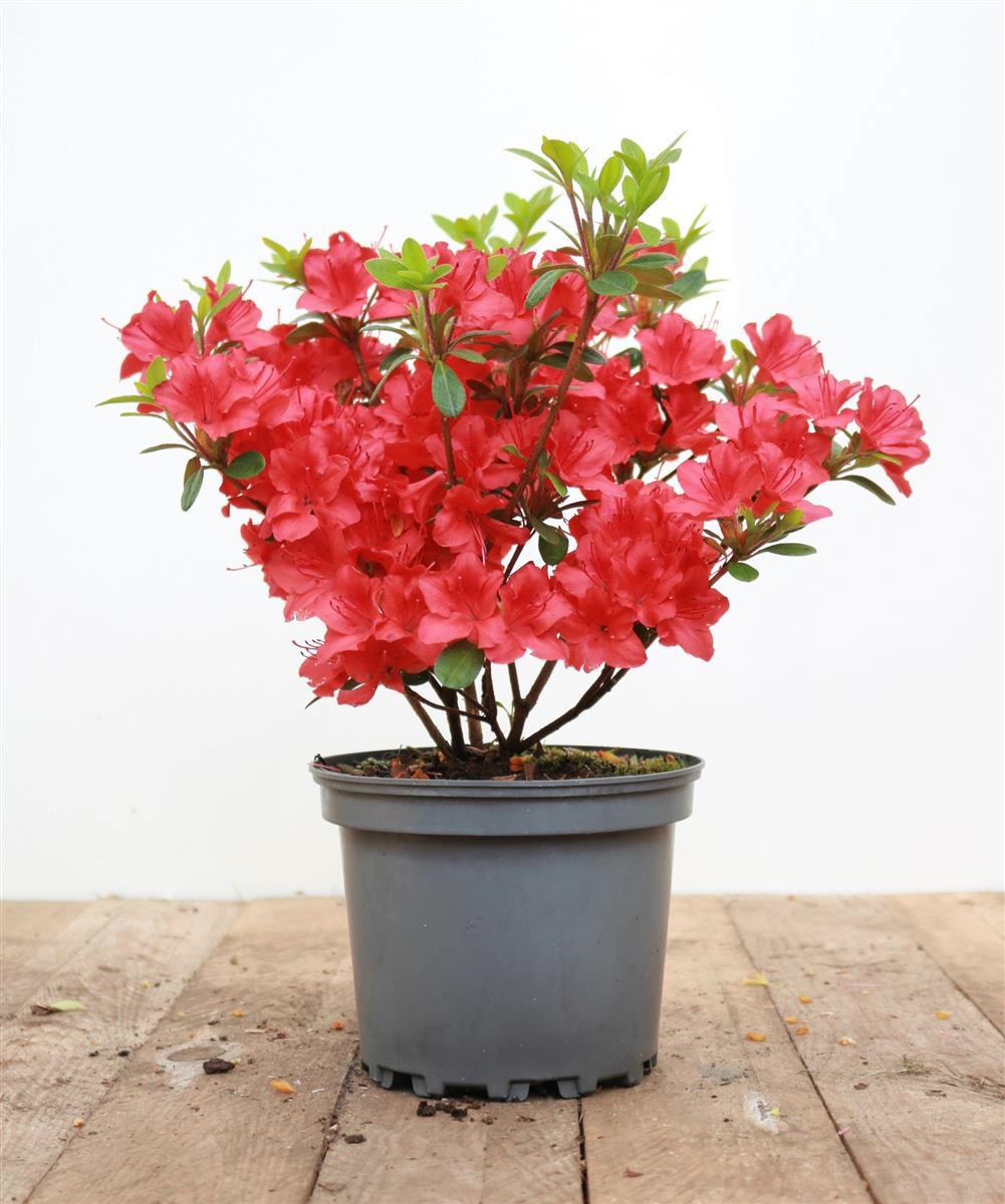 Rhododendron obtusum 'Maruschka', rot, 20&ndash;25 cm - Bild 1