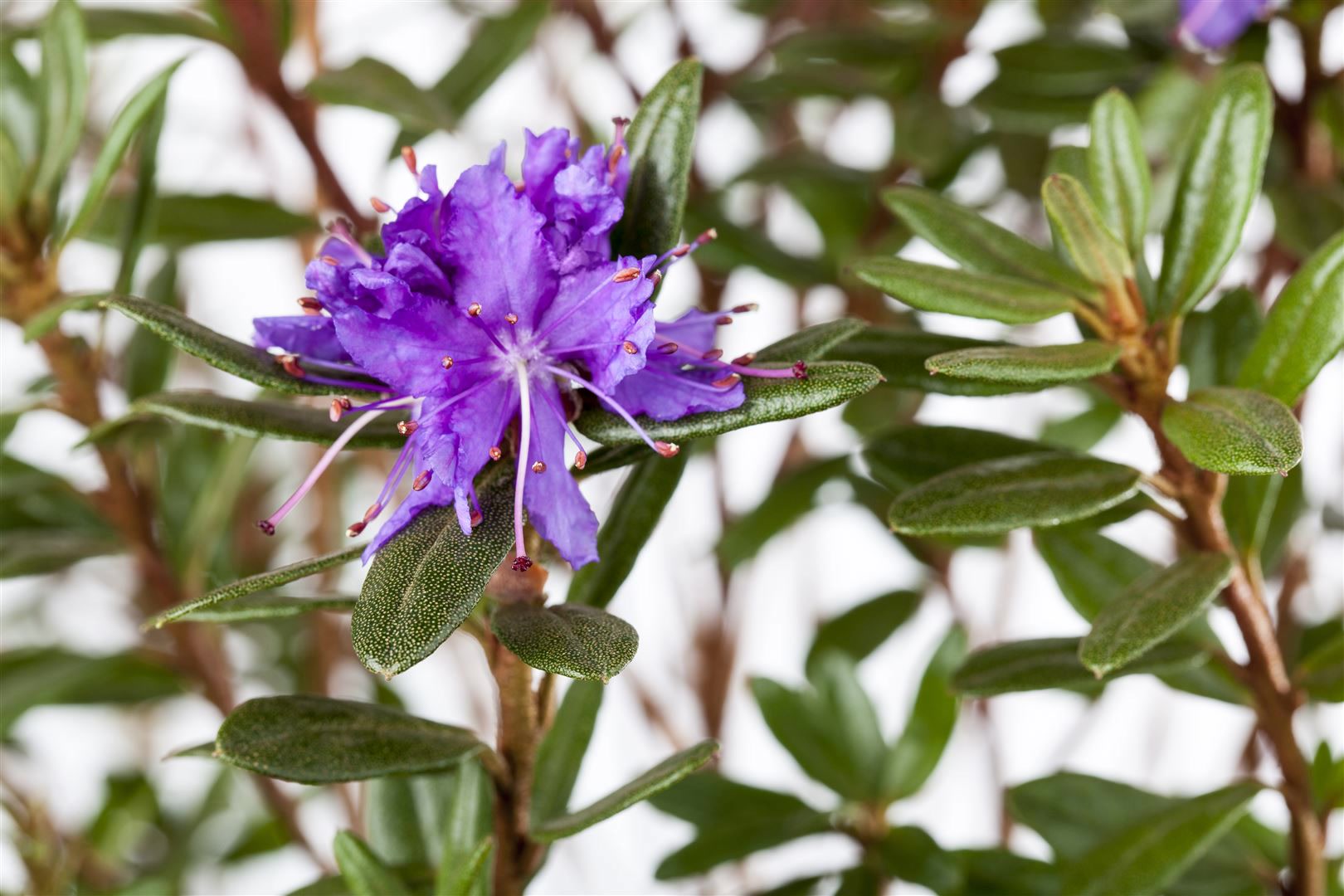 Rhododendron impeditum 'Azurika', Zwerg-Rhododendron, violettblau, 15&ndash;20 cm - Bild 1