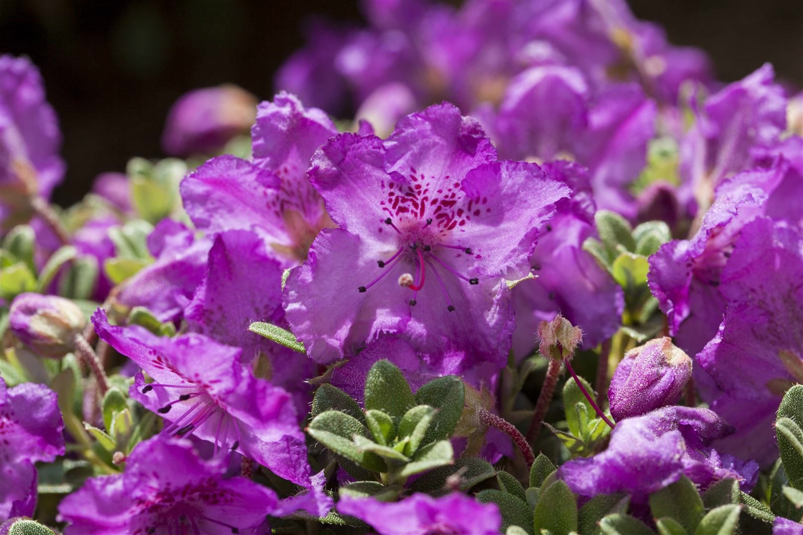 Rhododendron keleticum, Zwerg-Rhododendron, lila Bl&uuml;ten, 15&ndash;20 cm - Bild 1