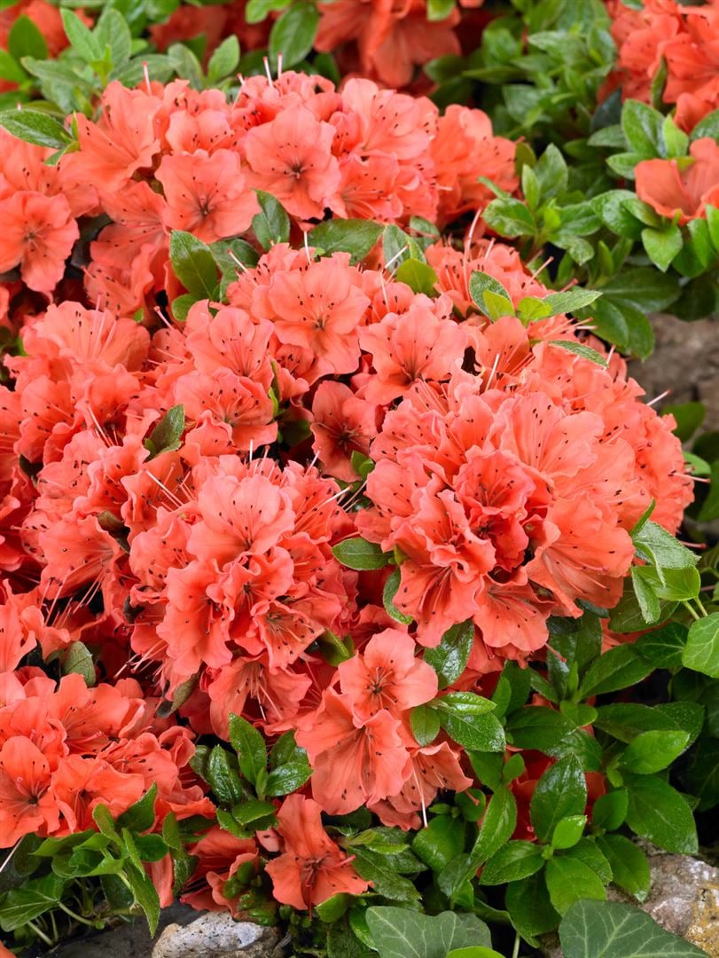 Rhododendron obt. 'Geisha Orange', orange Bl&uuml;ten, 15&ndash;20 cm - Bild 1