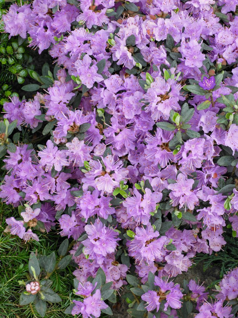 Rhododendron impeditum 'Ramapo', Zwerg-Rhododendron, lila, 20&ndash;25 cm - Bild 1