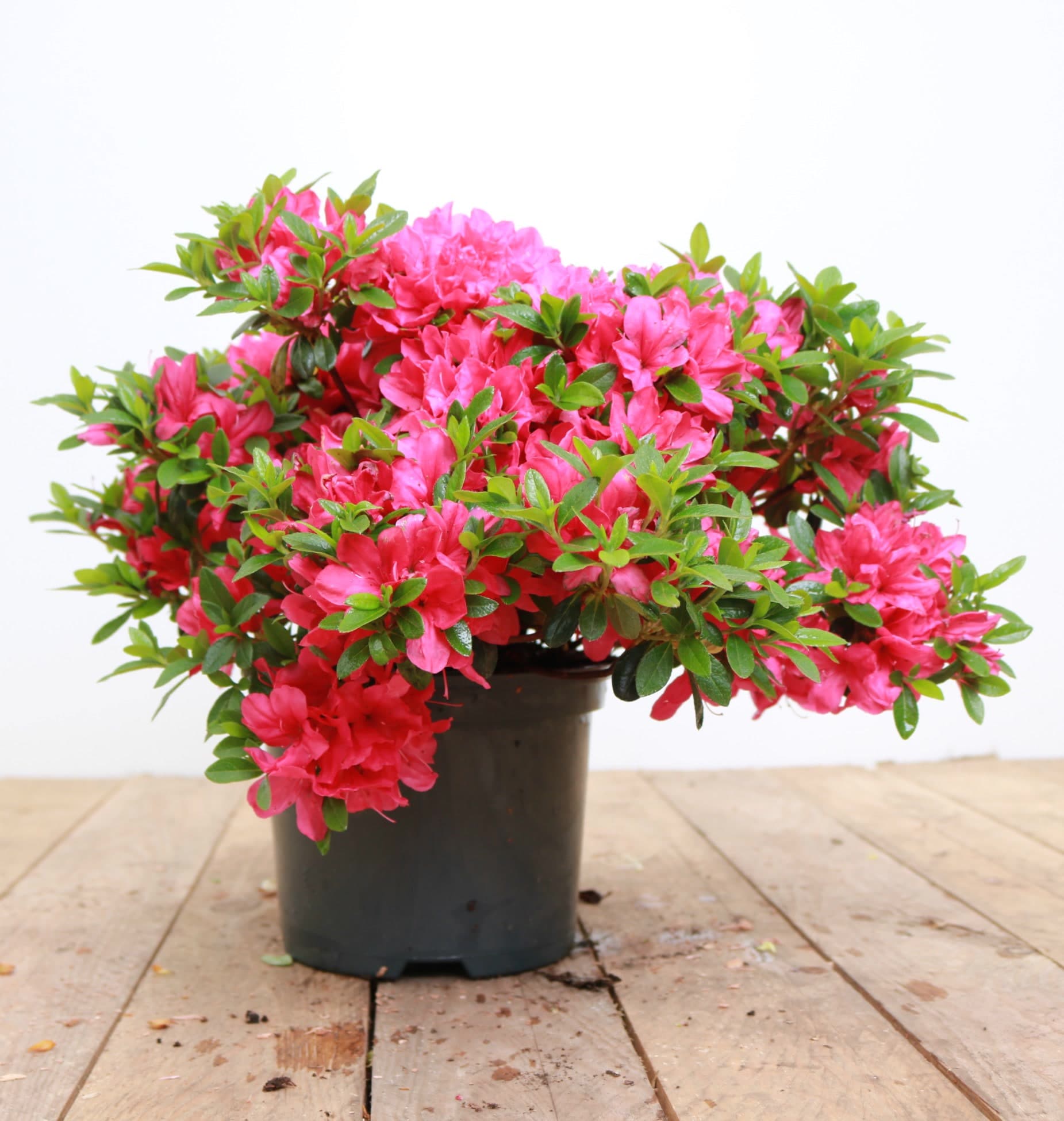 Rhododendron obtusum 'Kermesina', Azalee, karmesinrot, 20&ndash;25 cm - Bild 1