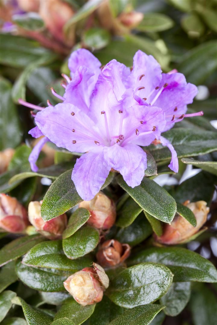 Rhododendron impeditum 'Blue Tit', Zwerg-Rhododendron, blau, 20&ndash;25 cm - Bild 1