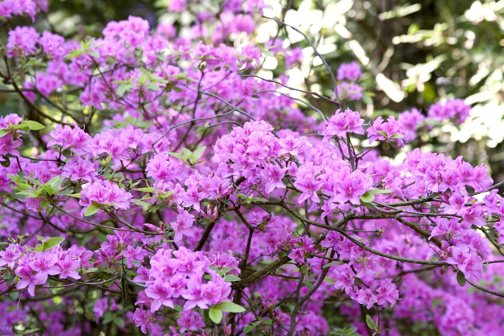 Rhododendron 'Praecox', fr&uuml;hbl&uuml;hend, lila, 20&ndash;25 cm - Bild 1
