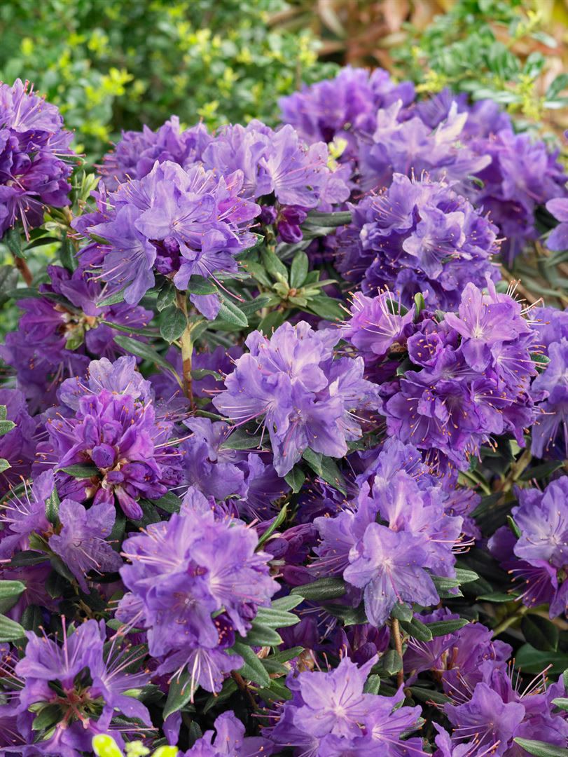 Rhododendron russatum 'Gletschernacht', violettblau, 20&ndash;25 cm - Bild 1